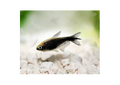 Black Emperor Tetra (Nematobrycon Palmeri)
