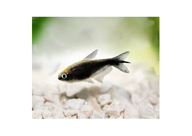 Black Emperor Tetra (Nematobrycon Palmeri)