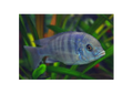 Blue Dolphin Cichlid
