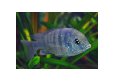 Blue Dolphin Cichlid
