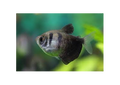 Black Widow Tetra (Gymnocorymbus Ternetzi)