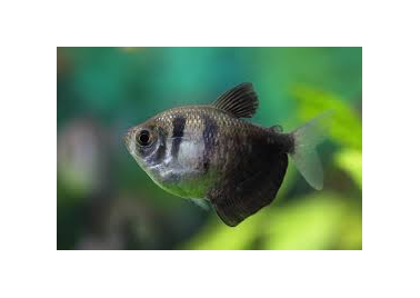 Black Widow Tetra (Gymnocorymbus Ternetzi)