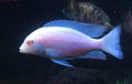 Dolphin albino