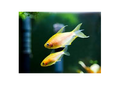 Emperor Albino Tetra (Nematobrycon Palmeri)