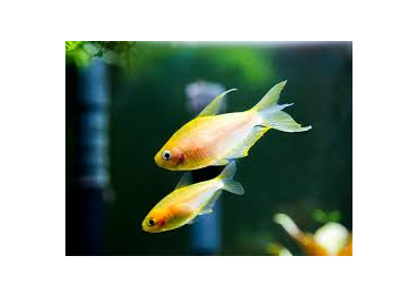 Emperor Albino Tetra (Nematobrycon Palmeri)