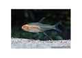 Tetra Glowlight
