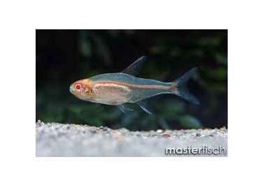 Tetra Glowlight