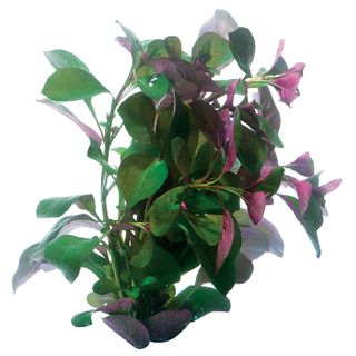 Ludwigia Red Bunch