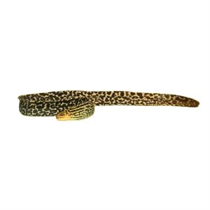 Tigar Moray Eel