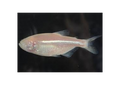 Blind Cave Tetra