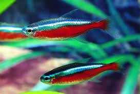 Cardinal Tetra