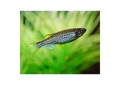 Leopard Danio (Danio  rerio)