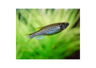 Leopard Danio (Danio  rerio)
