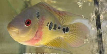 Cichlasoma trimaculatum (3 spot cichlid)