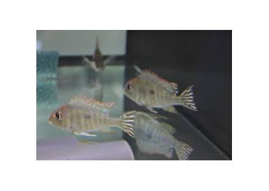 Red Geophagus (Red Hump Earth eater)