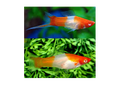 kohaku Swordtail