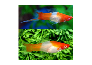 kohaku Swordtail