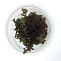 Rotala Rotundifolia - Colorata