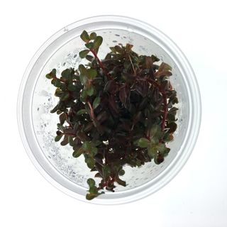 Rotala Rotundifolia - Colorata