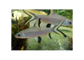 Silver Shark (Balantiocheilus melanopterus)