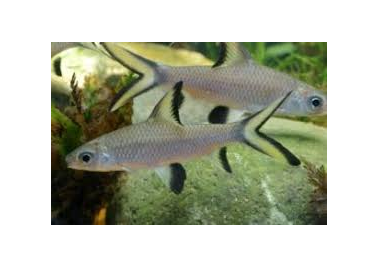 Silver Shark (Balantiocheilus melanopterus)