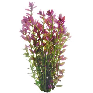 Pink Baby Tears bunch