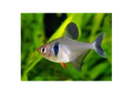 Black Phantom Tetra (Hyphessobrycon Megalopterus)