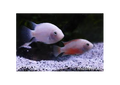 Pink Convict Cichlids