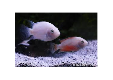 Pink Convict Cichlids