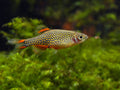 Celestial Pearl Danio
