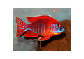 Red Rubin Peacock