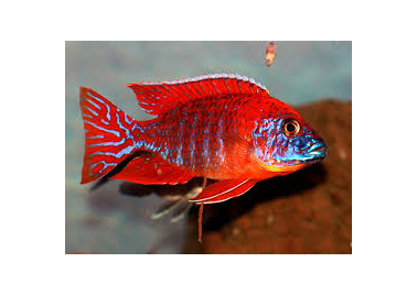 Red Rubin Peacock