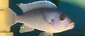 Ps.zebra chiclid blue