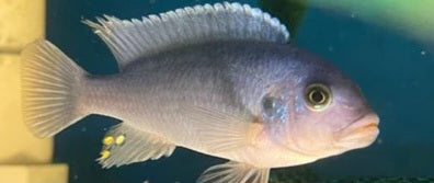 Ps.zebra chiclid blue