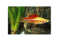 Pineapple Swordtail (Xiphophorus helleri)