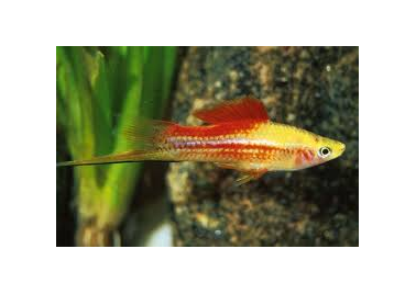 Pineapple Swordtail (Xiphophorus helleri)