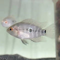 Cichlasoma trimaculatum (3 spot cichlid)