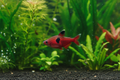 Serpae Tetra